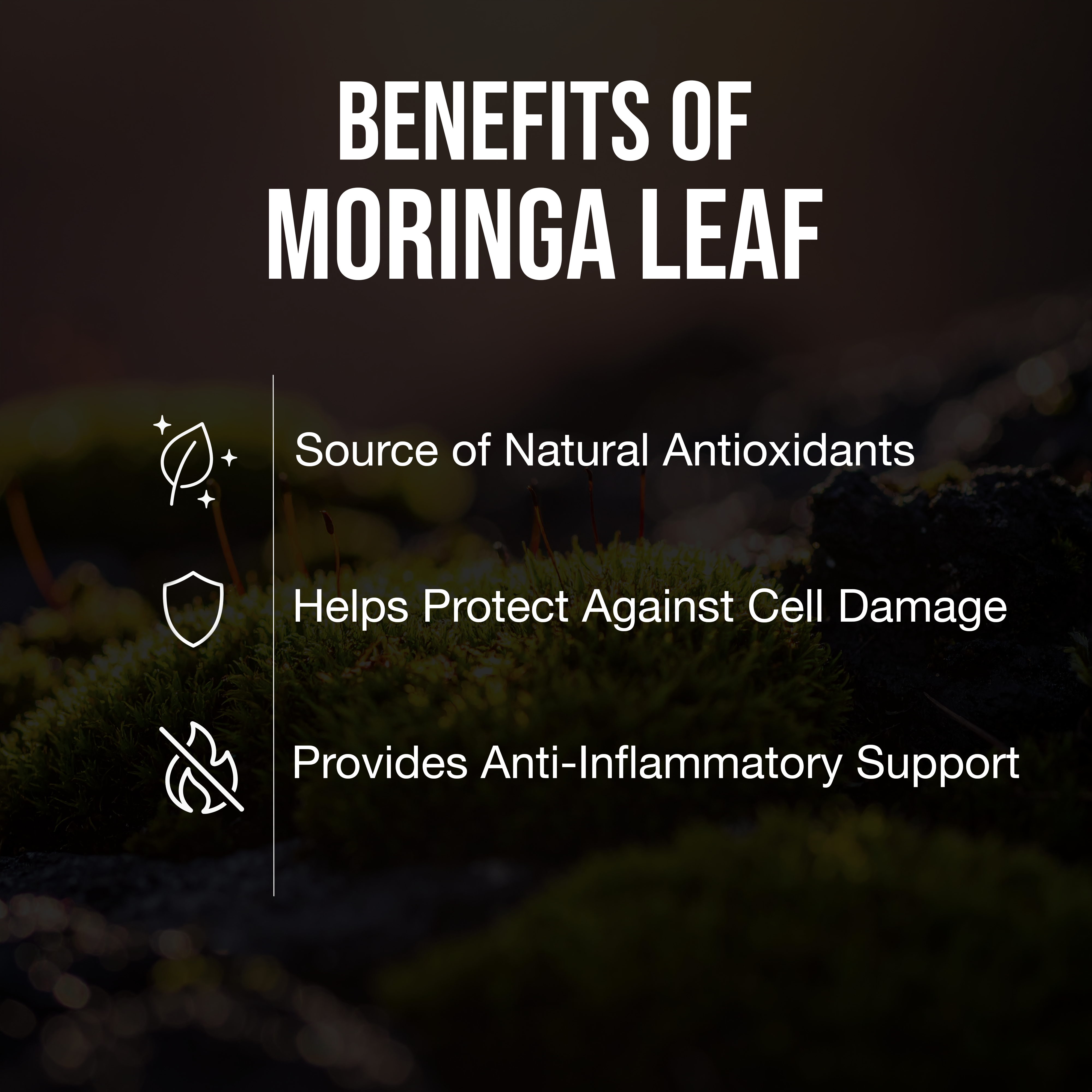 Organic Moringa Leaf